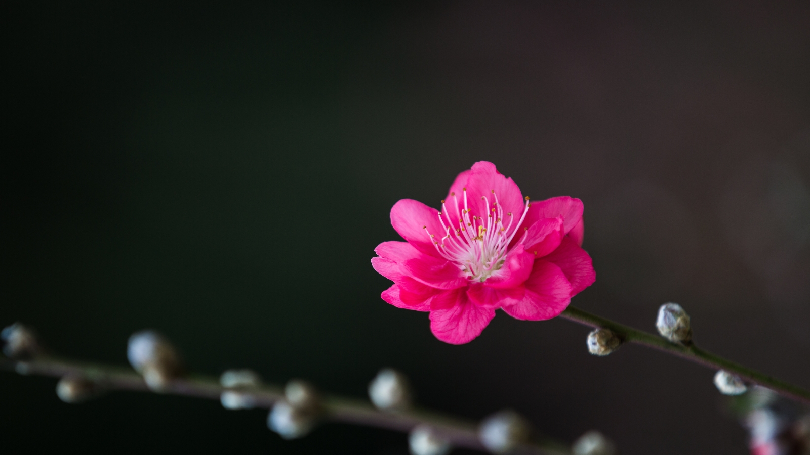 Cách Tra Vận Đào Hoa Trong Bát Tự
